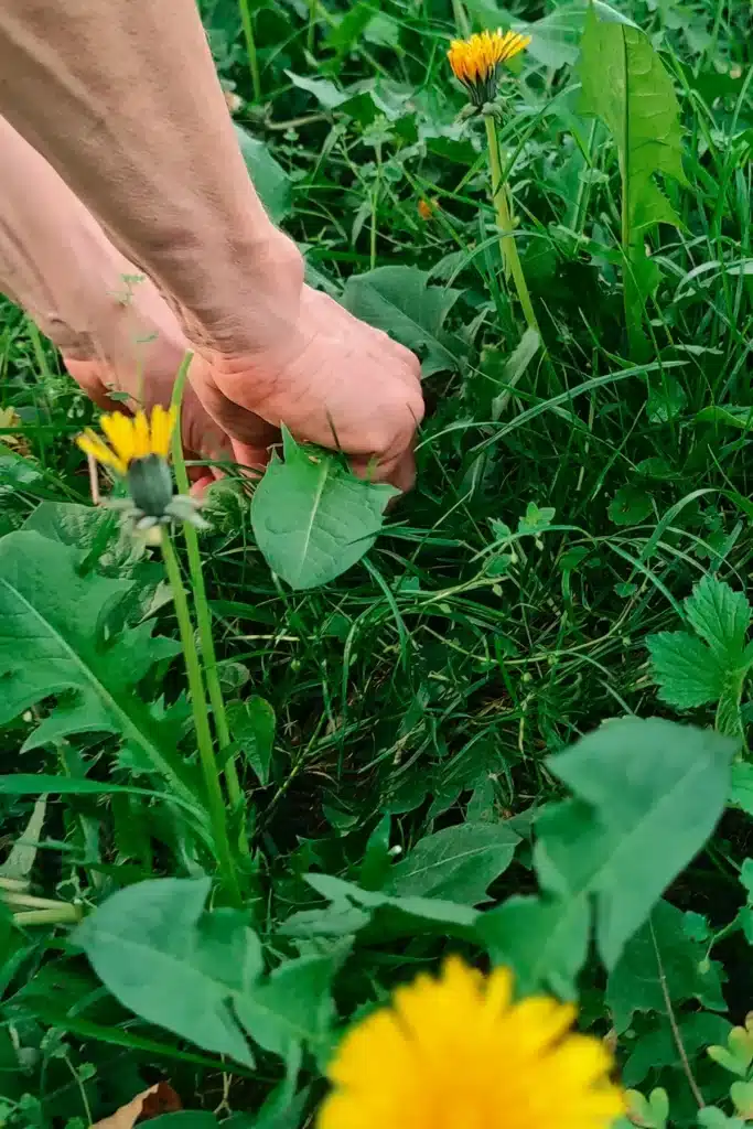 Hands picking dandelion leaves on a meadow.
