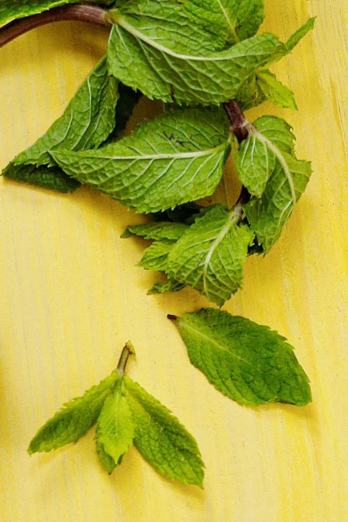 A sprig of mint lies on a yellow wooden base.