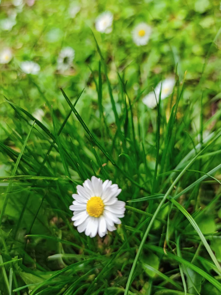 Daisies on a green meadow.