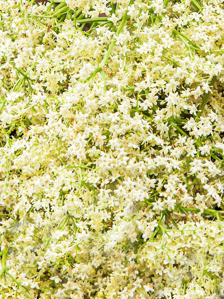 Lots of elderflowers.