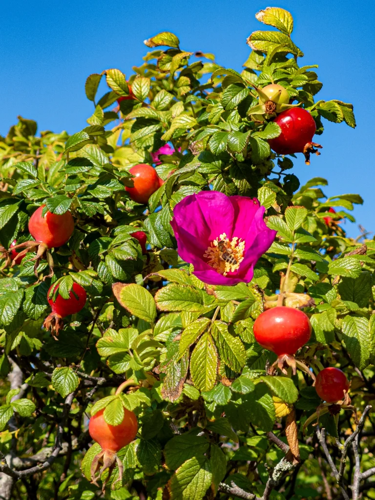 A green rosehip bush in front of a bright blue sky. Many rosehip fruits hang from the bush. In the center a beautiful large pink rosehip flower.