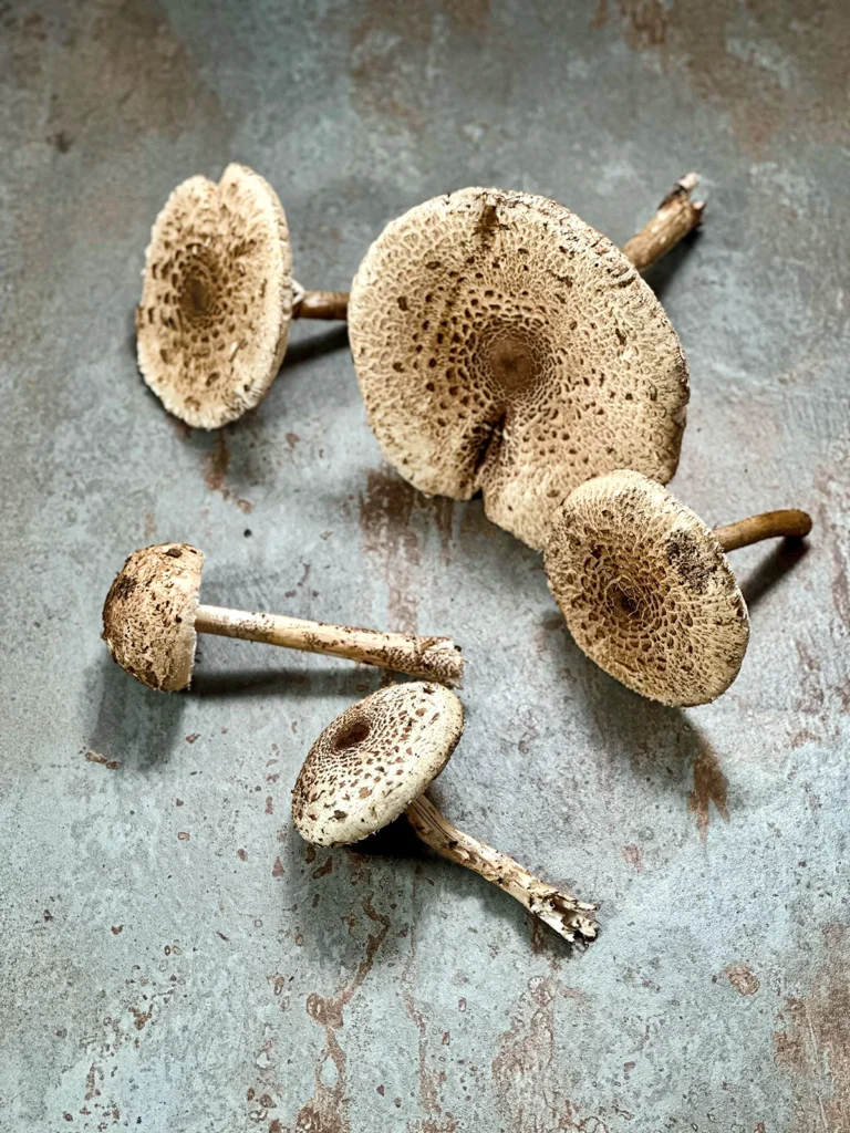 Five parasol mushrooms presented on a grey plate