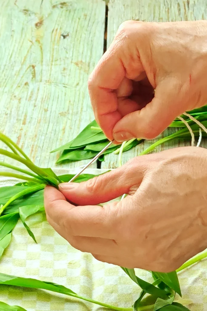 Two hands thread fresh wild garlic leaves onto a string.