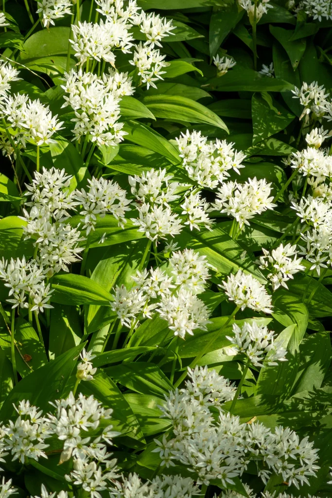 A meadow of flowering wild garlic.